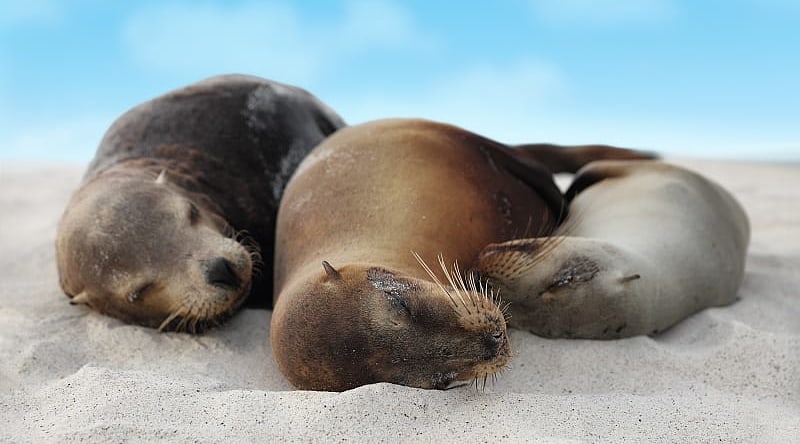 Sea lions cuddling on a beach in the Galapagos Islands, Ecuador