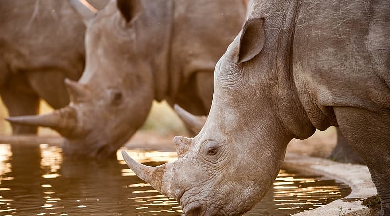 Rhinos at a watering hole, Namibia, South Africa
