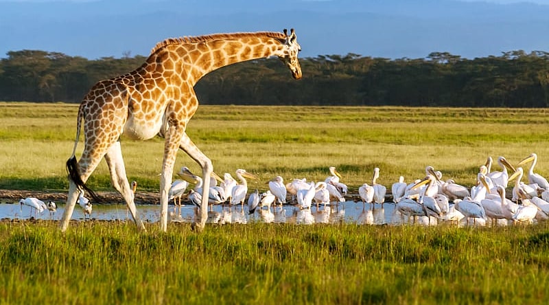 Giraffe and pelicans in Lake Nakuru National Park, Kenya