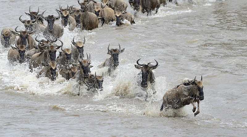 Wildebeests crossing the Mara river in Tanzania