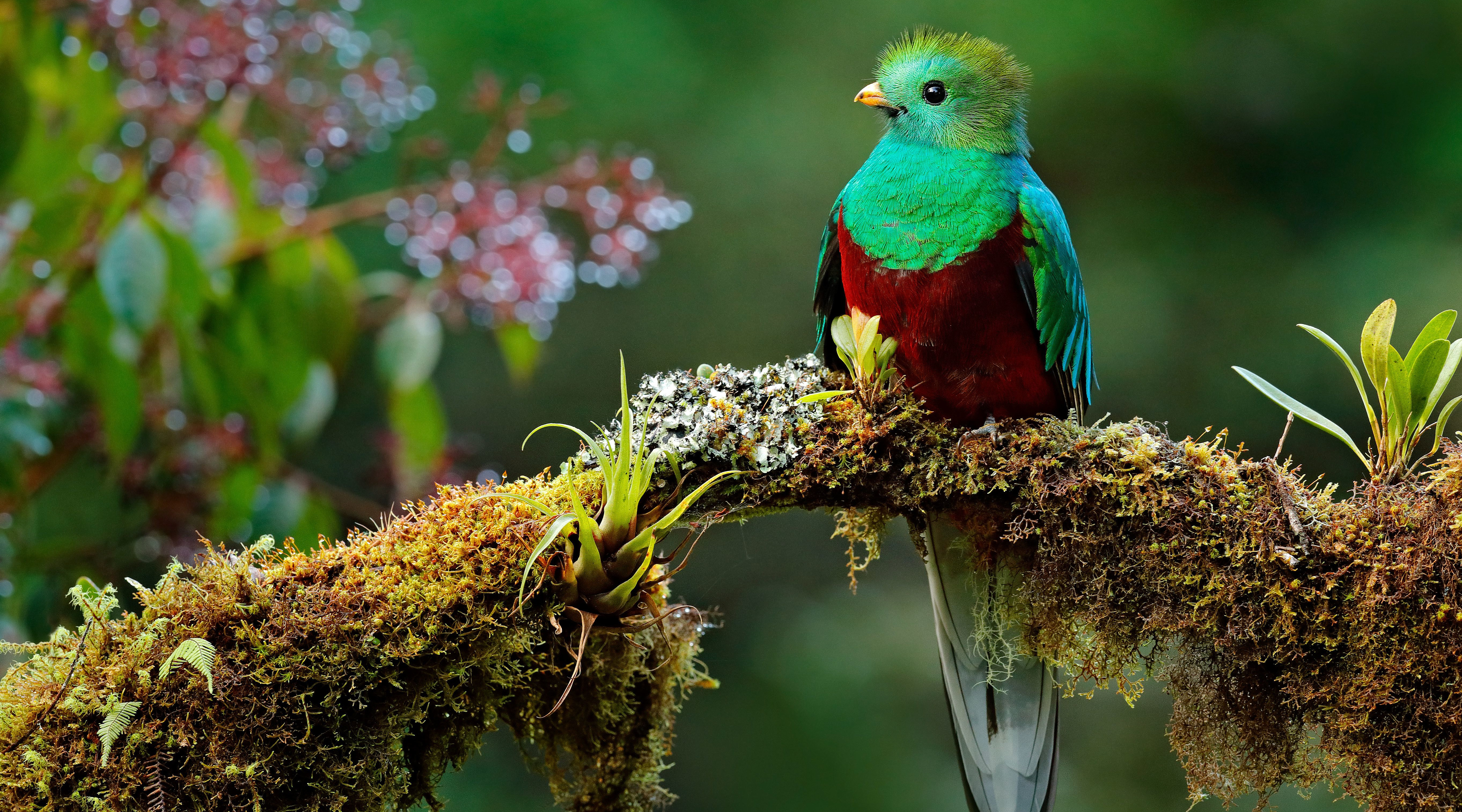 One of the beauties of the wild forests of Costa Rica Quetzal - sacred bird of the Mayan tribe
