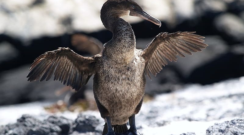 Cormorant bird at the Galapagos Islands in Ecuador