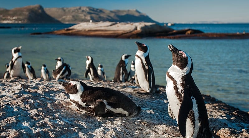 Penguins on Boulder Beach near Simon's Town in the Western Cape province of South Africa.