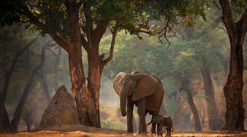 Mana Pools National Park, Zimbabwe