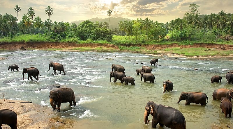 Elephant family in Sri Lanka