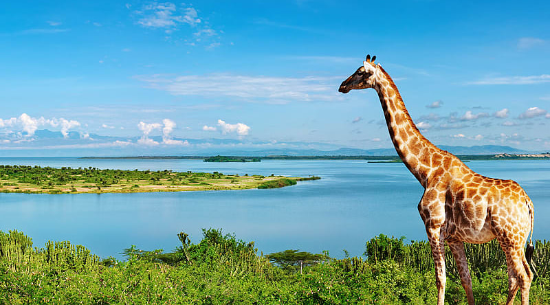 Giraffe by the Nile river in Uganda