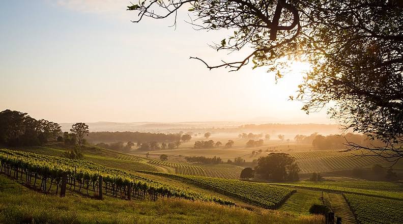 Vineyards in Hunter Valley, Australia