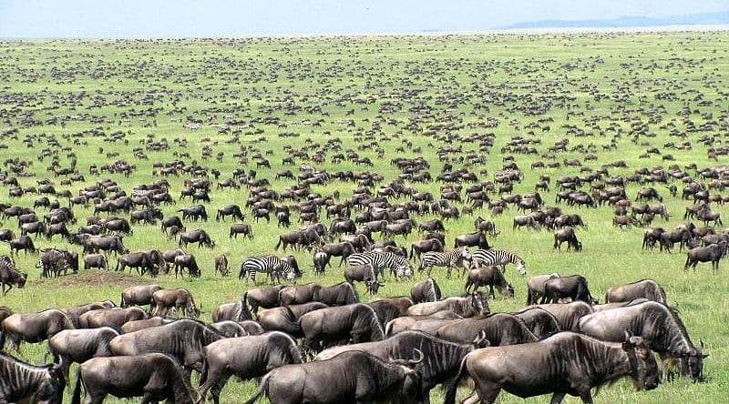 Great migration of wildebeests and zebras in Tanzania