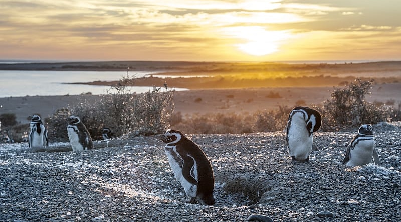 Magellanic penguins in Argentinian Patagonia