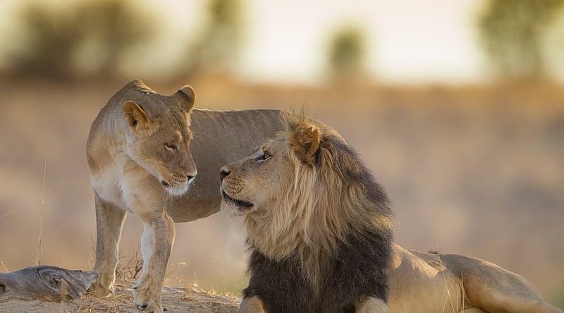 A pair of african lions enjoying the setting sun