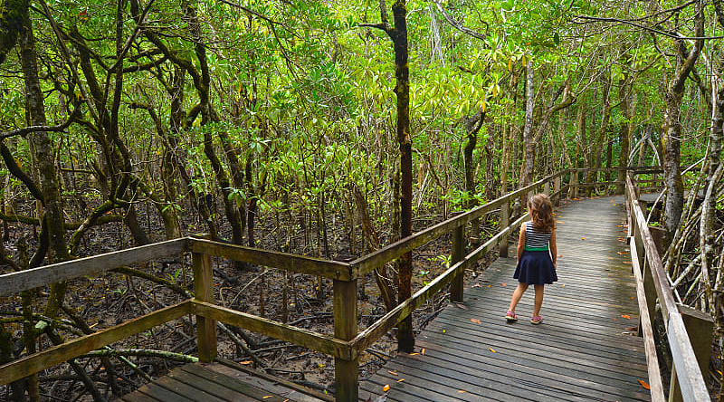 Daintree National Park in Australia