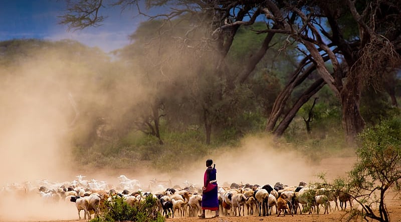 Masai shepherd tending to goats in Kenya