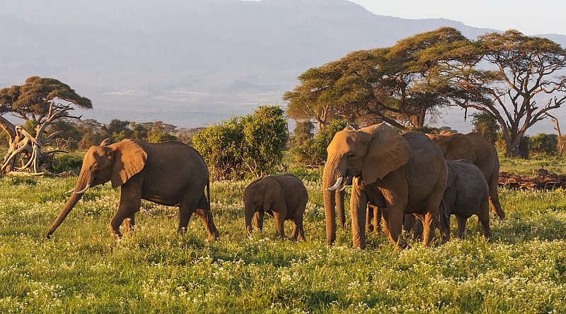Elephants are the main representatives of the big African five, Masai Mara, Kenya.