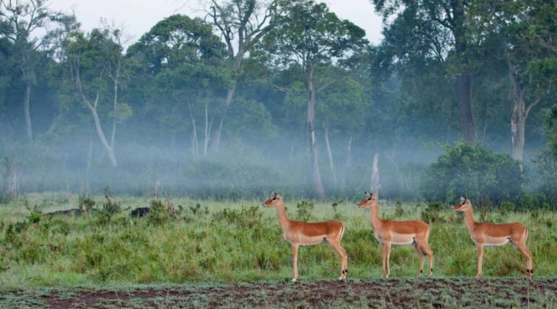 Three impalas standing in a line in a lush area of Masai Mara, Kenya, Africa