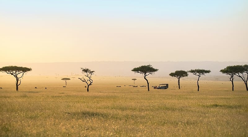 Game drive on the sweeping savanna with acacia trees in the Serengeti