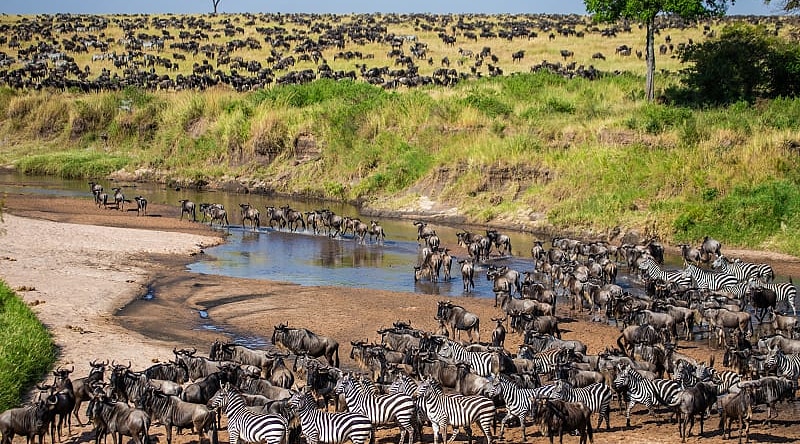 The Great Wildebeest Migration is one of nature's greatest spectacles as two million animals cross the Serengeti.