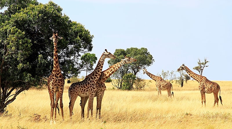 Masai Mara, Kenya