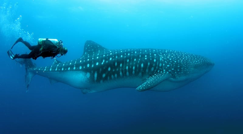 Scuba diving with wales in the Galapagos, Ecuador