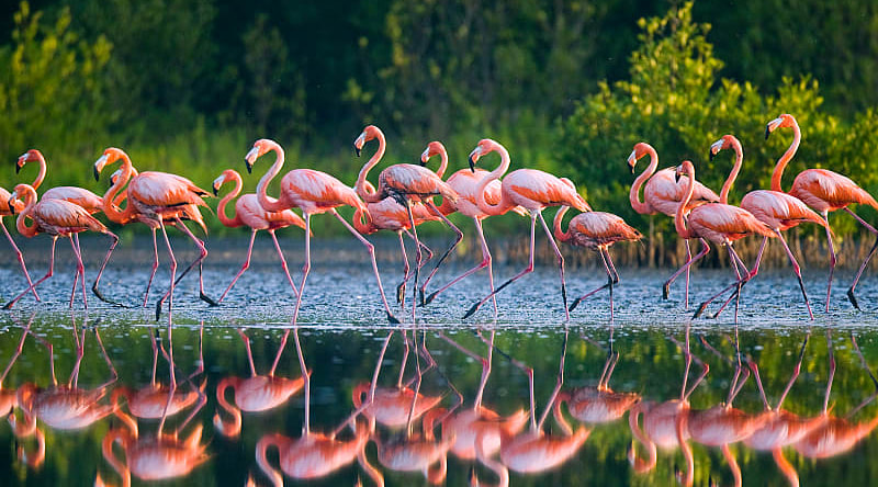 Flamingos standing in water with reflection