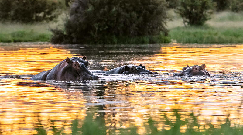 Wild hippos in the Nile River, Uganda