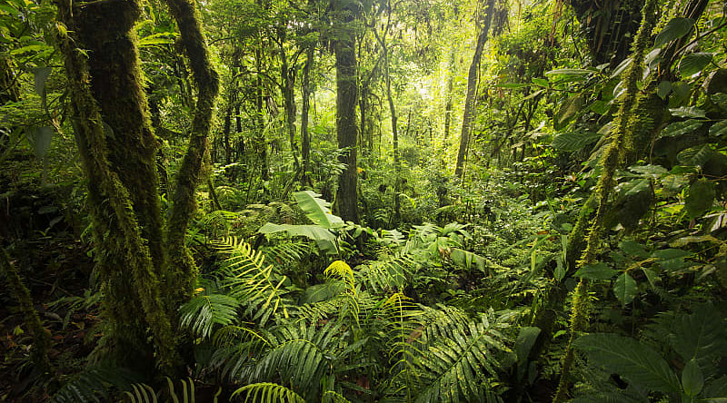 Dense vegetation in Monte Verde Cloud Forest in Costa Rica