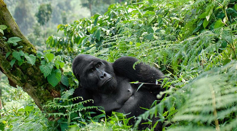 Dominant male gorilla in Bwindi Impenetrable Rainforest National Park, Uganda