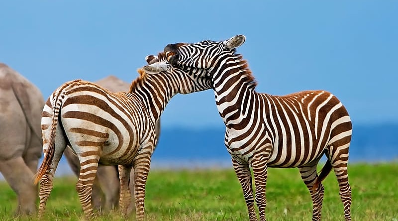 Zebras in Lake Nakuru National Park, Kenya