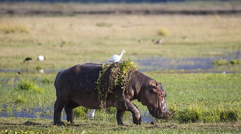 Hippopotamus with cattle egret on back in Zimbabwe