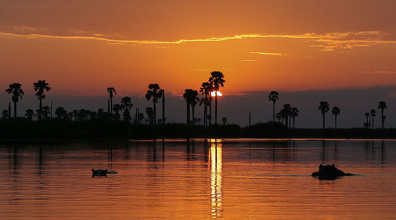 Hippos at sunset in Tanzania