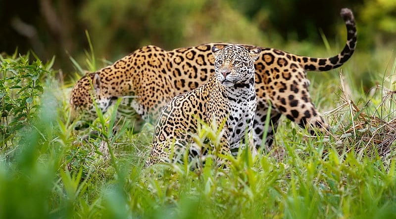 Jaguar in natural habitat of the Pantanal, Brazil