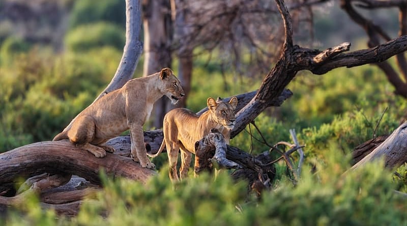 Lions watching from the trees in Samburu National Reserve, Kenya