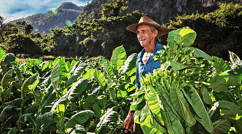 Tobacco farmer in Vinales, Cuba