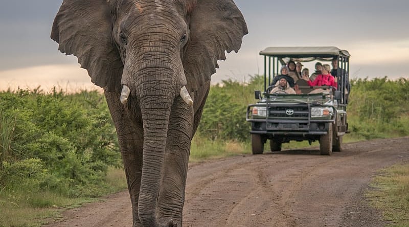 Game drive viewing large elephant on the savanna in Kenya