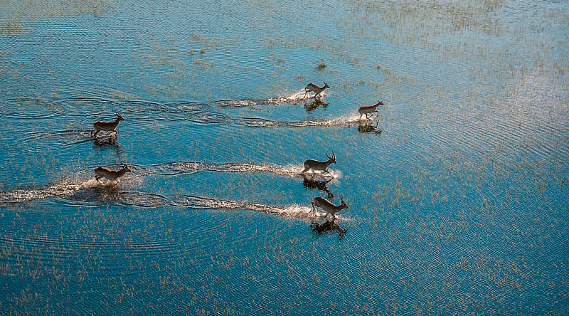 Antelopes running across flooded grasslands in the Okavango Delta, Botswana