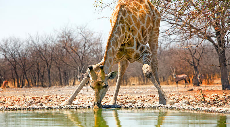 Etosha National Park, Namibia