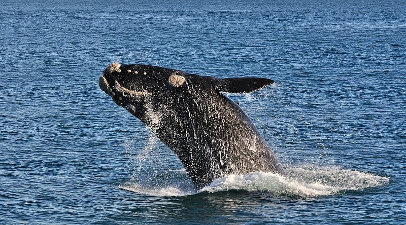 A southern right whale breaching in Walker Bay Nature Reserve, Hermanus, South Africa