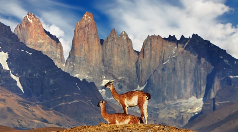 Guanaco in Torres del Paine National Park, Patagonia, Chile.