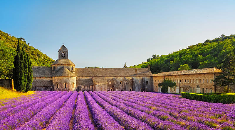 Lavender fields by the Abbey of Senanque in Gordes in France.