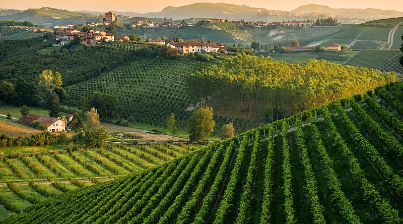 Vineyards in the hills of Piedmont, Italy