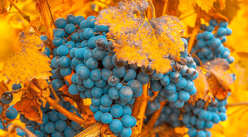 Vineyards in the Cafayate in Mendoza, Argentina