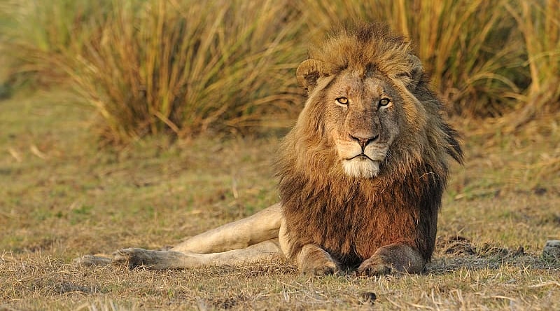 Lion resting in Busanga Plains of Kafue National Park, Zambia