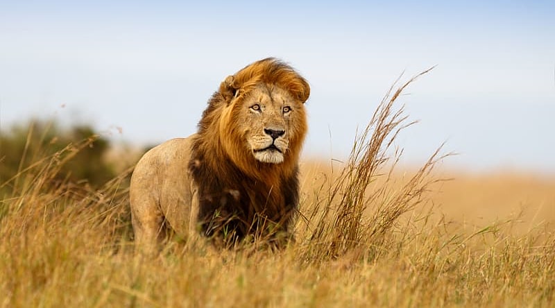 Male lion in golden grasslands of Serengeti, Africa