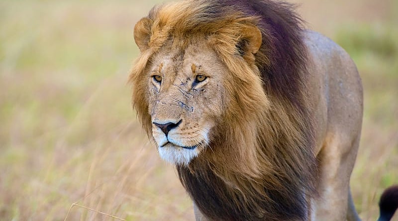 Adrenaline & Adventure Tour of South Africa
