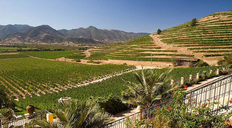 Beautiful vineyard near Santiago in Chile