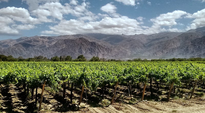 Vineyards in Mendoza, Argentina