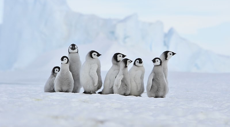 Emperor penguins on Snow Hill island, Antarctica