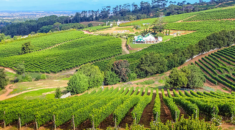 Wineland countryside in South Africa