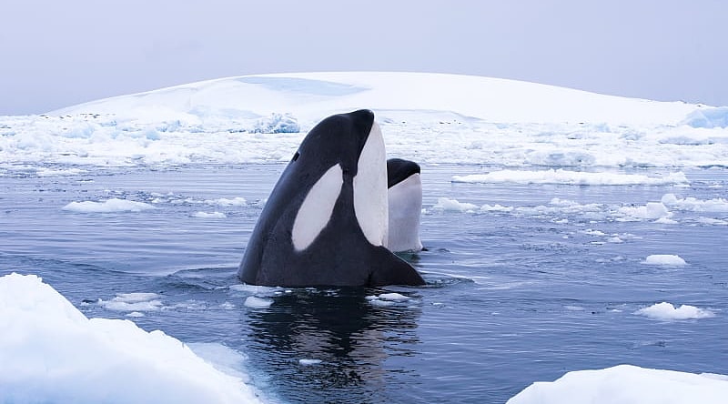 Two orca whales in Antarctica