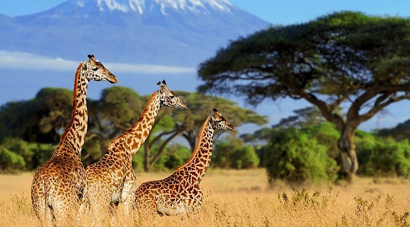 Three giraffes in Amboseli National Park, Kenya