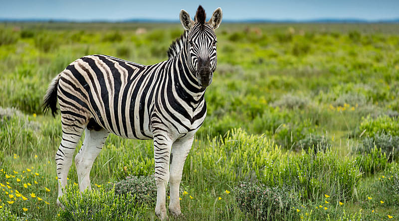 Zebra in Etosha National Park, Namibia